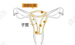 漫画子宫,孕育生命的神秘殿堂